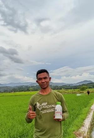 Maxi Agri Tingkatkan Pendampingan Teknis, Petani Manggarai Timur Dapat Edukasi Penggunaan Superfos